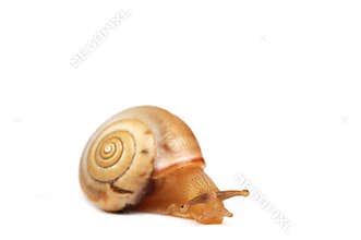 funny snail