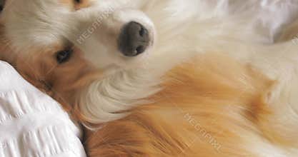 CRANE SHOT view from above of very tender PORTRAIT of a young woman girl lying in bed with red dog Border Collie and