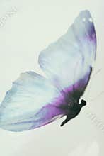color tropical butterfly. abstract blur