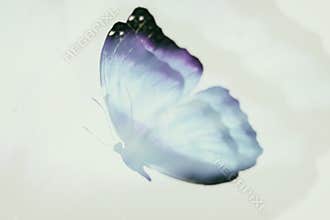 color tropical butterfly. abstract blur