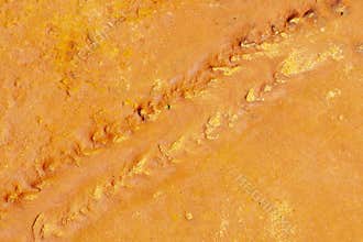 Diplichnites Arthropod Trackways