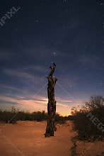 Dead tree under a starry sky on the desert sands.