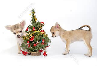 Chihuahua puppies decorating a Christmas tree