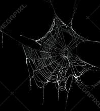 Real frost covered spider web