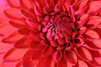 Red Dahlia flower