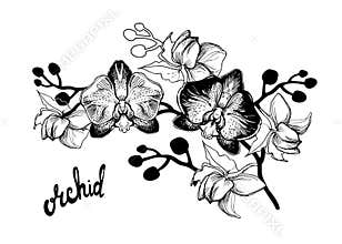 Black and white hand drawn sketch with spotty orchids flowers.