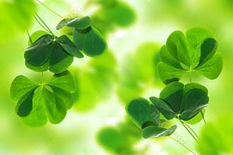 Green clover leaves on a background summer landscape. St.Patrick \'s Day
