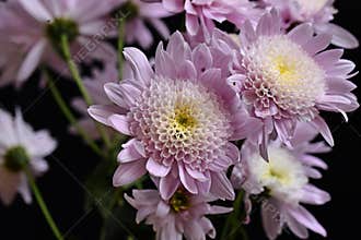 Very pretty colorful autumn chrysanthemum close up in the sunshine