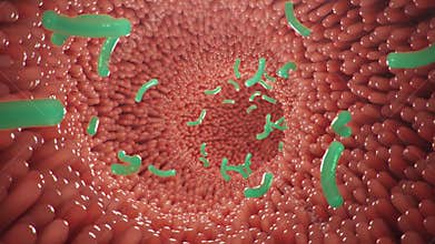 Intestinal villi with bacteria and viruses. Microscopic villi, capillaries for digestion and absorption of food. Human