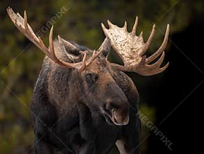 Moose in Jasper National Park, Canada