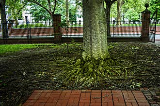Tree with twisted tangle of roots growing in a city fenced in garden