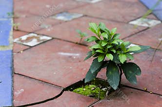 Little plant growing between the tiles