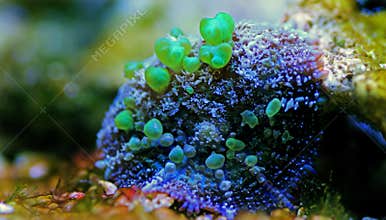 Bio-hazard bounce mushroom ear coral