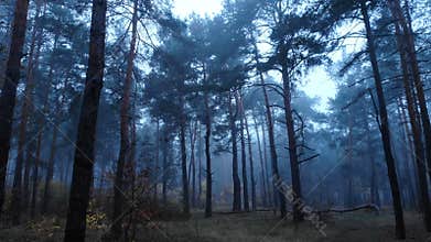 Forest fog wood tree dark magic mist