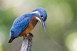 The kingfisher