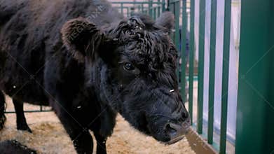 Black bull eating hay at agricultural animal exhibition