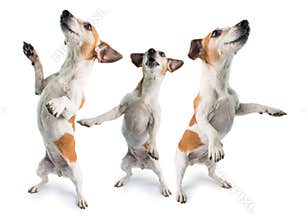 3 dogs dancing