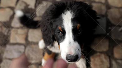 Close up portrait of bernese mountain dog puppey look in camera and and licks a hand reaching for her . need of love and