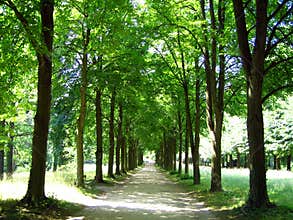 Leafy Lane