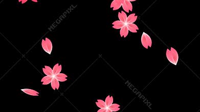 Pink blossom cherry flower alpha channel effect