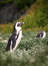 Penguins at Boulders beach