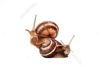 Two funny snails