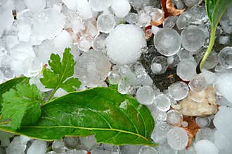 Large hailstones with green leaves