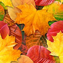 Fall leafs seamless background.