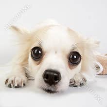 Amazing chihuahua eyes very close