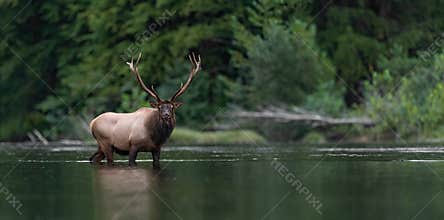 Elk during rut season