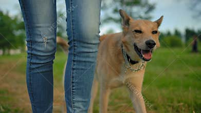 The clever smart trained dog with no leash walking next to woman`s legs.