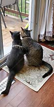 Cats being bros