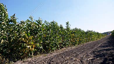 Growing of walnut trees seedlings on farm field, walnut trees plantation, nut orchard. Young hazelnut trees on the field