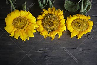 Three beautiful sunflowers decoration on rustic wooden table background arrangement. Classic board with yellow flowers frame