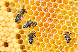 Macro photo of a bee hive on a honeycomb with copyspace. Bees produce fresh, healthy, honey.
