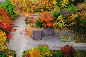 Trees in fall autumn colors in an urban apartment complex. top view. south korea