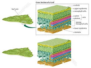 Leaf cross section