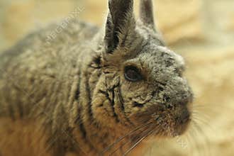 Northern mountain viscacha