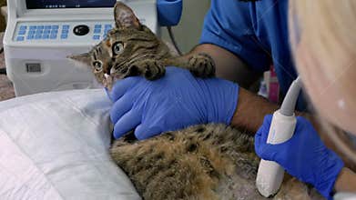 A professional doctor veterinarian performs an ultrasound examination of a cat in a veterinary office. Close-up, assistant calms a