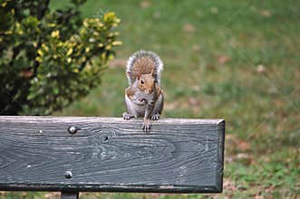 Red squirrel animal of class Mammalia mammals