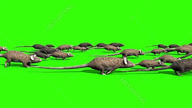 Invasion of Rats Mice Sniff Mouse Side Green Screen 3D Rendering Animation