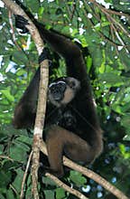 GIBBON DE MULLER hylobates muellerii