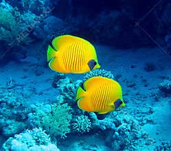 Butterfly fish