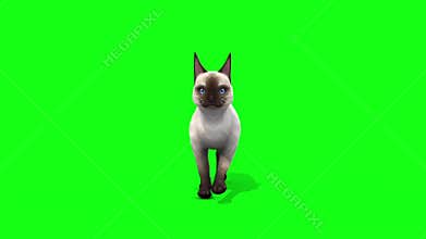 White cat feline walk cycle front animals green screen 3D Rendering Animation