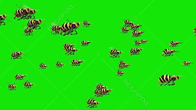 Swarm of Bees Fly Green Screen 3D Renderings Animations