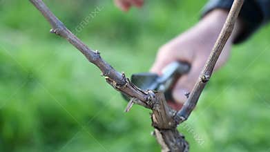Farmer pruning the vine in winter. Agriculture