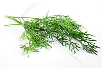 Dill