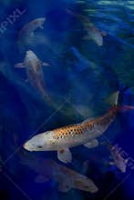 Koi fish swimming