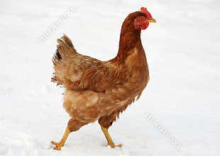 Chicken in Snow