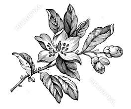 Apple blossom vintage floral spring branch rose sakura cherry flowers. Black and white engraved botanical  illustration. Vector fi